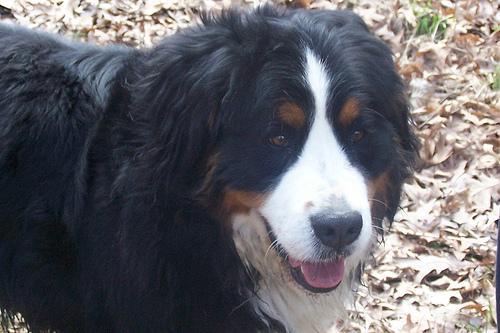 https://images.dog.ceo/breeds/mountain-bernese/n02107683_4688.jpg