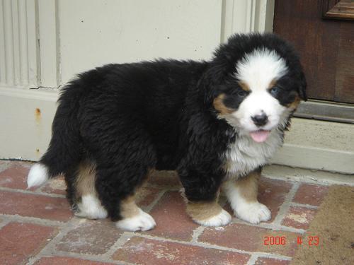 https://images.dog.ceo/breeds/mountain-bernese/n02107683_4727.jpg