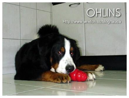 https://images.dog.ceo/breeds/mountain-bernese/n02107683_4782.jpg