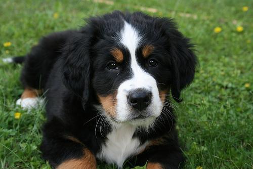 https://images.dog.ceo/breeds/mountain-bernese/n02107683_4788.jpg