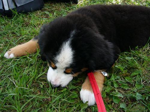 https://images.dog.ceo/breeds/mountain-bernese/n02107683_4807.jpg