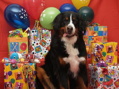 https://images.dog.ceo/breeds/mountain-bernese/n02107683_4810.jpg