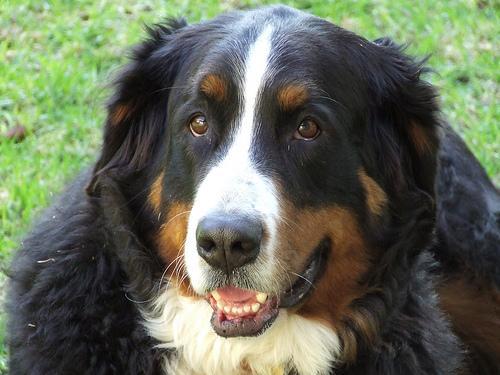 https://images.dog.ceo/breeds/mountain-bernese/n02107683_4885.jpg