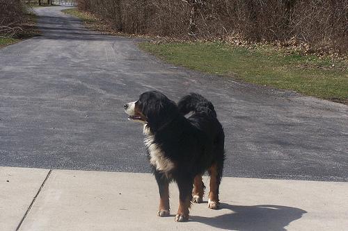 https://images.dog.ceo/breeds/mountain-bernese/n02107683_4899.jpg