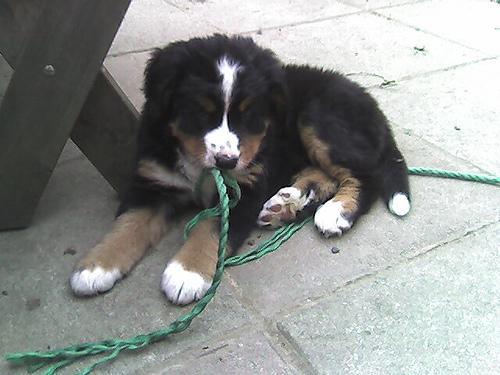 https://images.dog.ceo/breeds/mountain-bernese/n02107683_4907.jpg