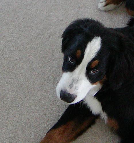 https://images.dog.ceo/breeds/mountain-bernese/n02107683_4941.jpg