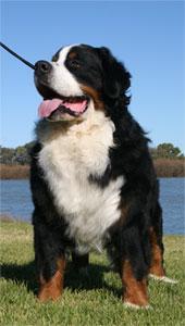 https://images.dog.ceo/breeds/mountain-bernese/n02107683_4947.jpg