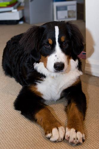 https://images.dog.ceo/breeds/mountain-bernese/n02107683_5018.jpg