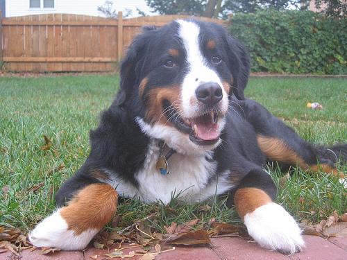 https://images.dog.ceo/breeds/mountain-bernese/n02107683_5026.jpg