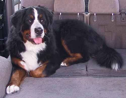 https://images.dog.ceo/breeds/mountain-bernese/n02107683_5115.jpg