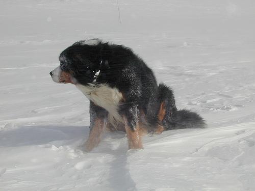 https://images.dog.ceo/breeds/mountain-bernese/n02107683_5131.jpg