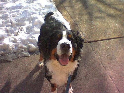 https://images.dog.ceo/breeds/mountain-bernese/n02107683_5133.jpg