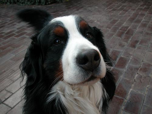 https://images.dog.ceo/breeds/mountain-bernese/n02107683_5155.jpg