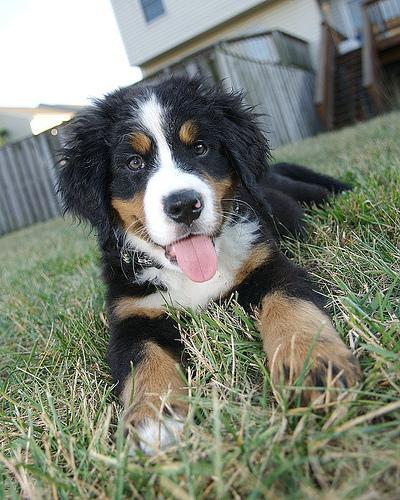 https://images.dog.ceo/breeds/mountain-bernese/n02107683_5194.jpg