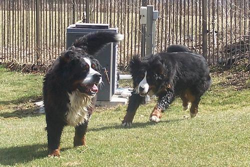 https://images.dog.ceo/breeds/mountain-bernese/n02107683_522.jpg