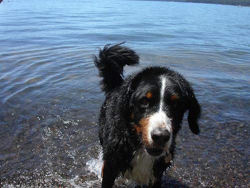 https://images.dog.ceo/breeds/mountain-bernese/n02107683_5228.jpg