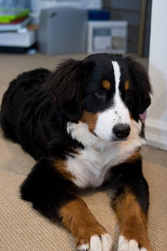 https://images.dog.ceo/breeds/mountain-bernese/n02107683_5333.jpg