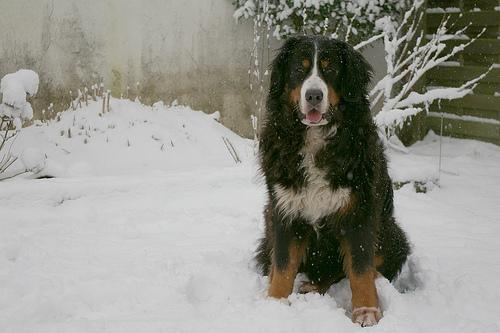 https://images.dog.ceo/breeds/mountain-bernese/n02107683_5363.jpg