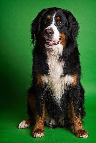 https://images.dog.ceo/breeds/mountain-bernese/n02107683_5391.jpg