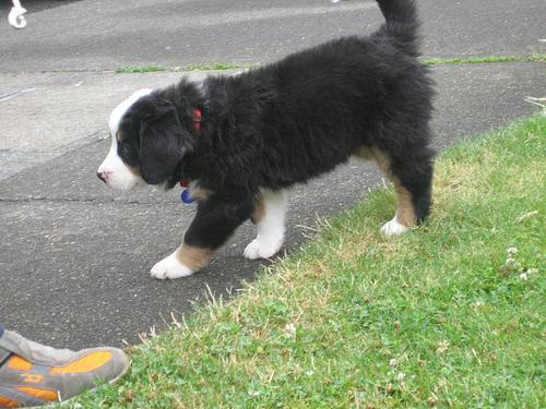 https://images.dog.ceo/breeds/mountain-bernese/n02107683_5663.jpg