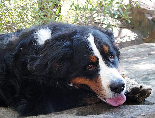 https://images.dog.ceo/breeds/mountain-bernese/n02107683_5699.jpg