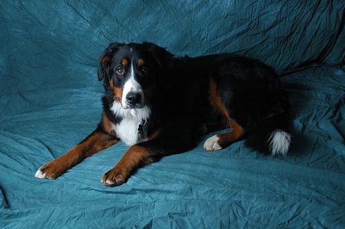 https://images.dog.ceo/breeds/mountain-bernese/n02107683_570.jpg