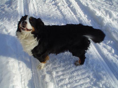 https://images.dog.ceo/breeds/mountain-bernese/n02107683_5745.jpg