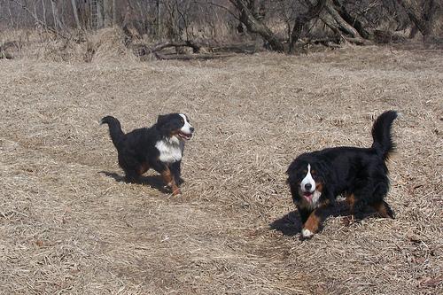 https://images.dog.ceo/breeds/mountain-bernese/n02107683_5821.jpg