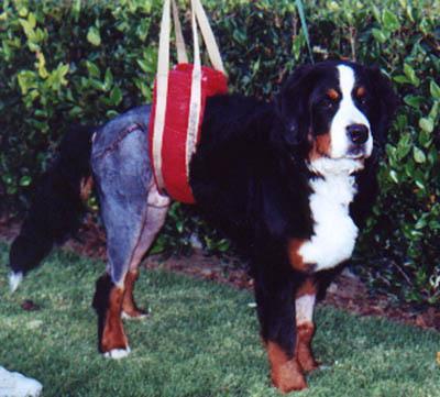 https://images.dog.ceo/breeds/mountain-bernese/n02107683_5823.jpg