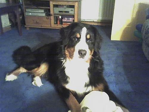 https://images.dog.ceo/breeds/mountain-bernese/n02107683_5840.jpg