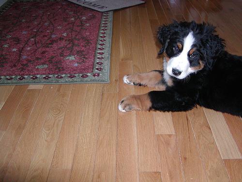 https://images.dog.ceo/breeds/mountain-bernese/n02107683_5946.jpg