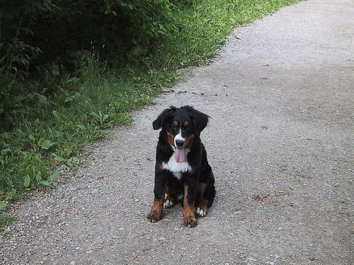 https://images.dog.ceo/breeds/mountain-bernese/n02107683_61.jpg