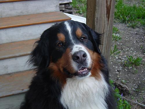 https://images.dog.ceo/breeds/mountain-bernese/n02107683_6151.jpg