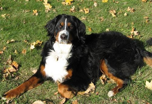 https://images.dog.ceo/breeds/mountain-bernese/n02107683_6200.jpg