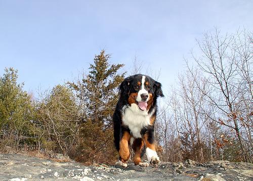 https://images.dog.ceo/breeds/mountain-bernese/n02107683_6336.jpg