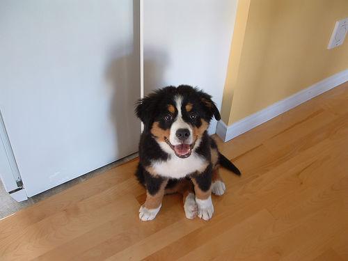 https://images.dog.ceo/breeds/mountain-bernese/n02107683_6378.jpg