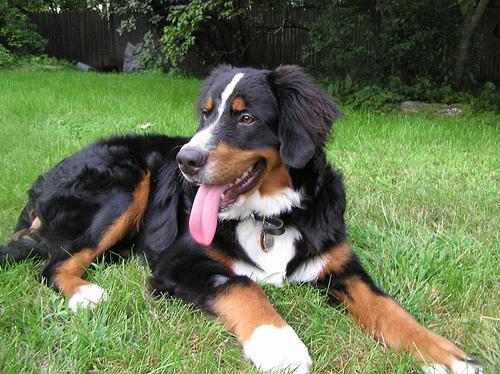 https://images.dog.ceo/breeds/mountain-bernese/n02107683_6381.jpg