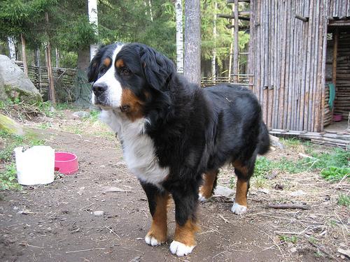 https://images.dog.ceo/breeds/mountain-bernese/n02107683_6580.jpg