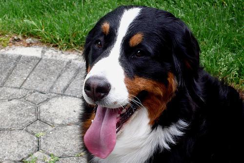 https://images.dog.ceo/breeds/mountain-bernese/n02107683_6596.jpg