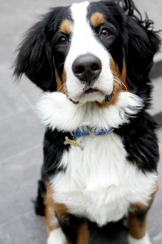 https://images.dog.ceo/breeds/mountain-bernese/n02107683_673.jpg