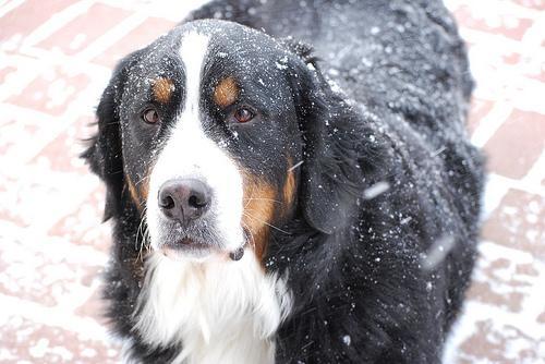 https://images.dog.ceo/breeds/mountain-bernese/n02107683_6752.jpg