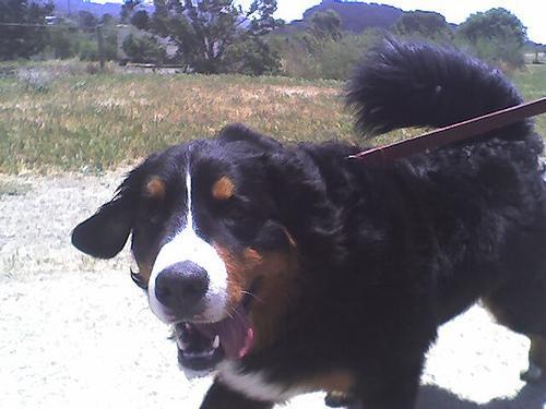 https://images.dog.ceo/breeds/mountain-bernese/n02107683_6781.jpg