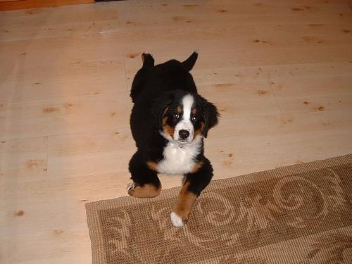 https://images.dog.ceo/breeds/mountain-bernese/n02107683_6800.jpg