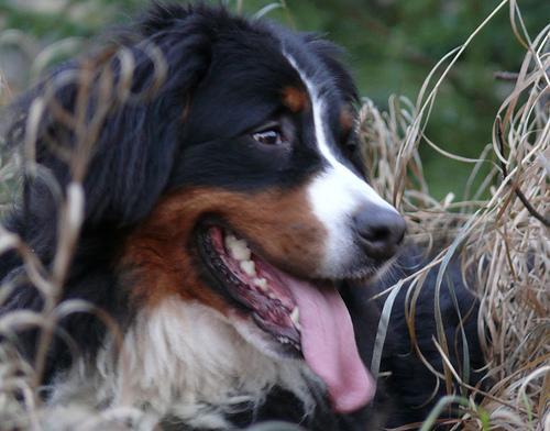 https://images.dog.ceo/breeds/mountain-bernese/n02107683_6825.jpg