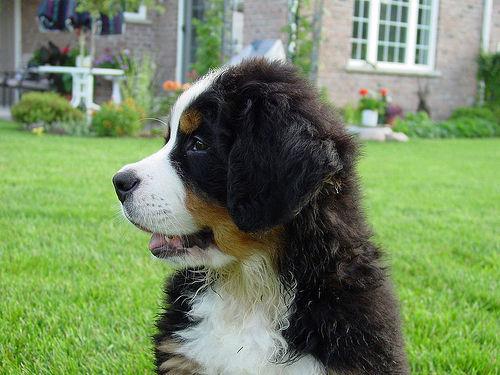 https://images.dog.ceo/breeds/mountain-bernese/n02107683_6875.jpg