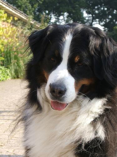 https://images.dog.ceo/breeds/mountain-bernese/n02107683_690.jpg