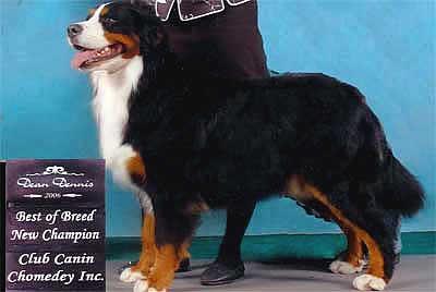 https://images.dog.ceo/breeds/mountain-bernese/n02107683_6916.jpg