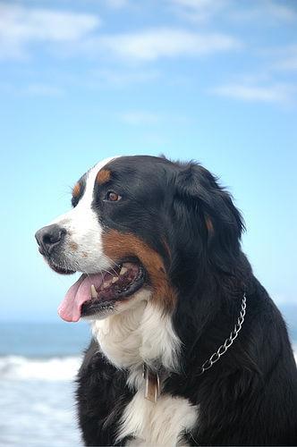 https://images.dog.ceo/breeds/mountain-bernese/n02107683_697.jpg