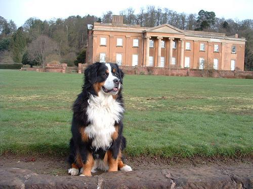 https://images.dog.ceo/breeds/mountain-bernese/n02107683_698.jpg