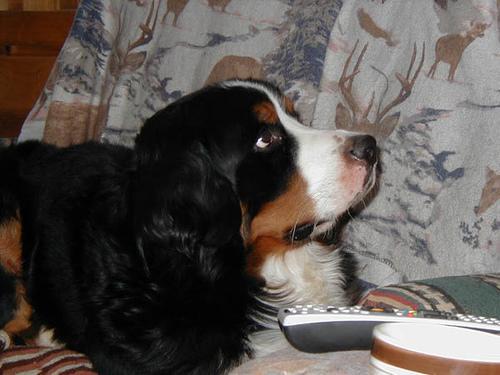 https://images.dog.ceo/breeds/mountain-bernese/n02107683_6998.jpg